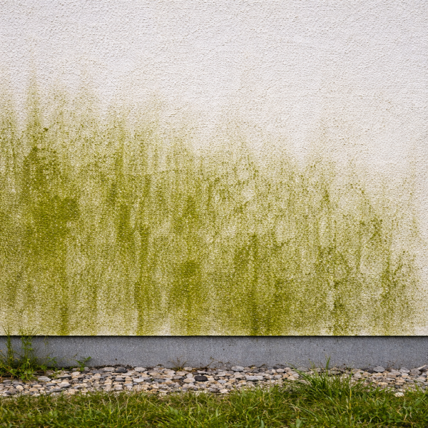 Algen auf der Fassade entfernen – Ursachen, Risiken und professionelle Lösungen